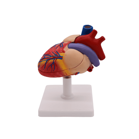 Набор моделей «Сердце позвоночных» (7 моделей)